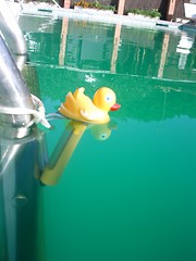 Image showing yellow duck