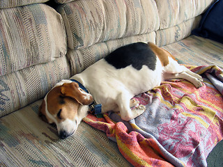 Image showing Beagle Snooze