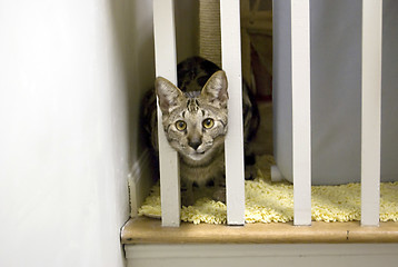 Image showing Savannah Cat