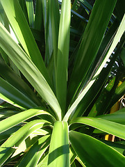 Image showing Plant
