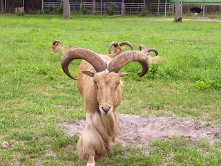 Image showing Big Ram