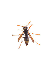 Image showing Yellow Jacket