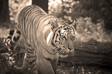 Image showing Tiger