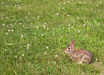 Image showing Wild Bunny Rabbit