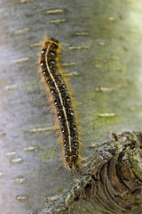 Image showing Caterpillar