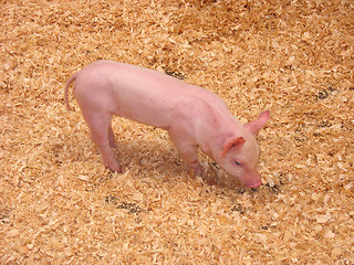 Image showing Little Piglet