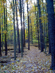 Image showing Wooded Path in Autumn