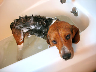 Image showing dog bath