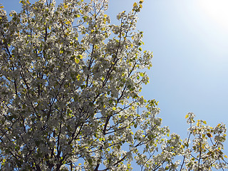 Image showing spring radiance