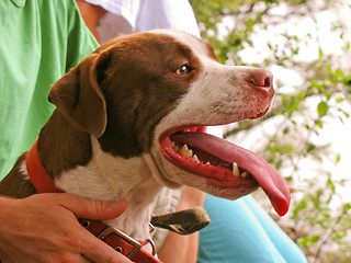 Image showing pit bull
