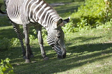 Image showing Zebra Grazing