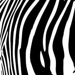 Image showing Zebra Stripes