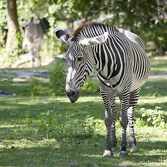 Image showing Zebras