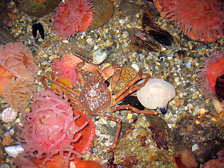 Image showing crabby crab