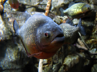 Image showing Piranha