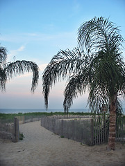 Image showing Tropical Palm Trees