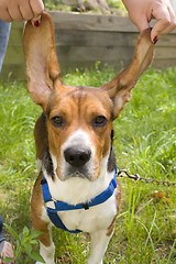 Image showing Big Ear Beagle