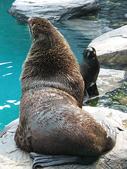 Image showing Seal and Sea Lion