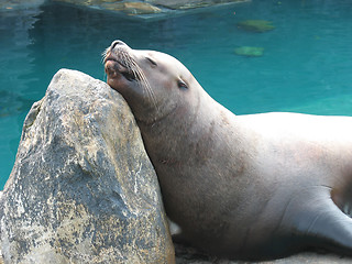 Image showing Cute Sea Lion