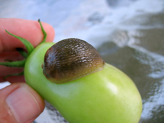 Image showing pesty slug