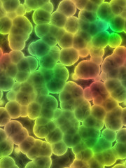 Image showing microscopic cells