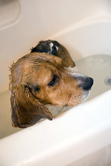 Image showing Beagle Dog in the Bathtub