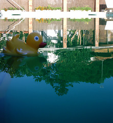 Image showing yellow duck