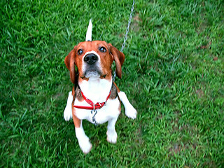 Image showing cute beagle