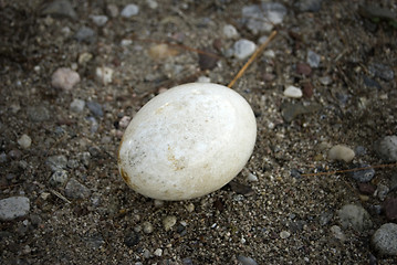 Image showing lost egg