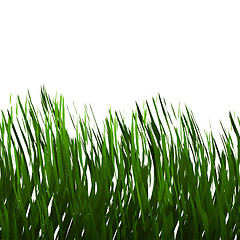 Image showing Green Grass Isolated