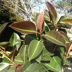 Image showing Rubber Tree