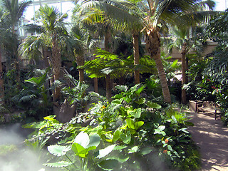 Image showing Pathway Through a Rainforest