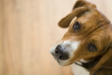 Image showing Cute Beagle Dog