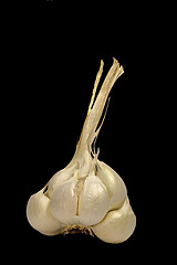 Image showing Garlic isolated on black background with clipping path