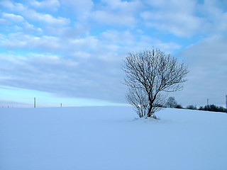 Image showing Solitary tree in winter field