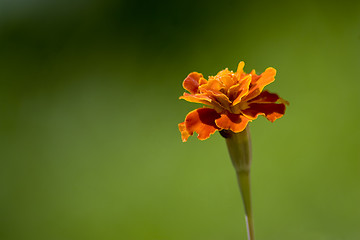 Image showing Marigold