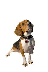 Image showing Isolated Beagle