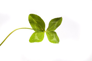 Image showing Shamrock