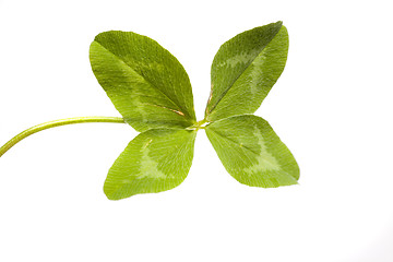 Image showing Shamrock