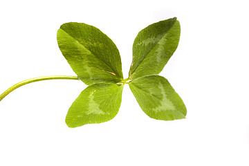 Image showing Shamrock