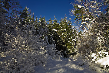 Image showing Winter in the forest