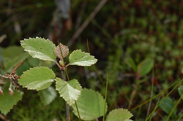 Image showing Leaf