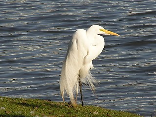 Image showing Great Egret