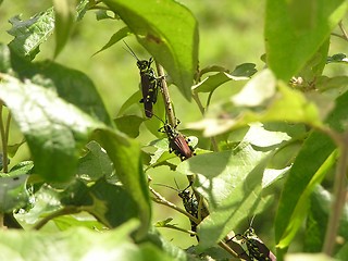 Image showing Grasshoppers in a row