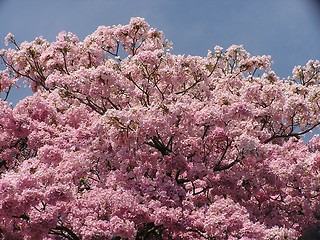 Image showing Ipe tree in flower