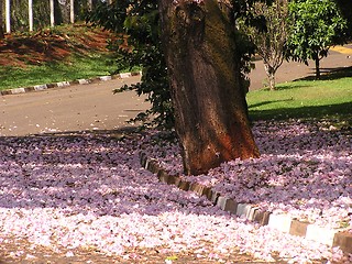 Image showing Flowers on the ground