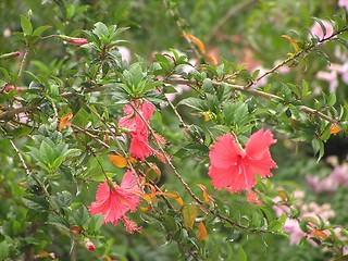 Image showing Hybiscus flower