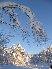 Image showing Winter wonderland