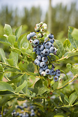 Image showing Blueberries