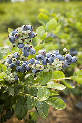 Image showing Blueberries